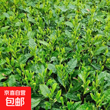 正宗茶叶苗龙井茶树苗绿茶苗铁观音茶苗白茶树苗 耐寒绿茶茶苗 3年苗(50颗装）