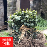 正宗茶叶苗龙井茶树苗绿茶苗铁观音茶苗白茶树苗 毛尖茶苗 3年苗（10颗装）