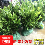 正宗茶叶苗龙井茶树苗绿茶苗铁观音茶苗白茶树苗 龙井茶苗 3年苗（10颗装）