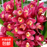 大花蕙兰冬带花苞盆栽年宵花兰花植物室内鲜花卉客厅绿植耐寒惠兰 红袍【壮苗 】