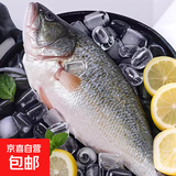 鲜活现杀三去液氮速冻淡水鲈鱼无小刺鲈鱼家庭聚餐野外烧烤用鱼 150g-200g*6条