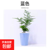 文竹苗绿植盆景四季常青包活好养发财树绿萝室内外绿植花卉盆栽 小文竹15-20高+蓝色高档吸水盆 含盆