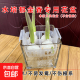 水培郁金香花盆含定植篮水养种球玻璃器皿方便换水透明不含植物 透明玻璃方盆(宽10高10cm)_+透明定植篮 1个