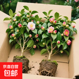 香妃茶花盆栽带花苞浓香型茶花树苗冬季开花耐寒四季常青年宵花卉 精选7年苗60-65厘米树形好【带花苞