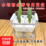 水培郁金香花盆含定植篮水养种球玻璃器皿方便换水透明不含植物 透明塑料方盆(宽10高10cm_+白色定植篮 1个