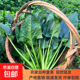 新鲜现挖菠菜河南霜打露天红根菠菜青菜涮火锅真便宜 3斤含箱 新鲜菠菜