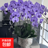 蝴蝶兰花苗盆栽室内观花植物桌面阳台年宵花卉四季开花绿植花卉 紫精灵蝴蝶兰【不带花含原盆土】
