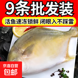 【特价中 新鲜锁冻金鲳鱼】海捕大金昌鱼海鲜水产（含10%保鲜冰） 【鲜活速冻 9条】共1800g