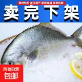 【特价中 新鲜锁冻金鲳鱼】海捕大金昌鱼海鲜水产（含10%保鲜冰） 【鲜活速冻 6条】共1200g