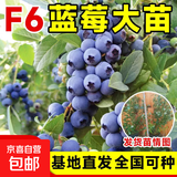 L25蓝莓树苗盆栽庭院阳台南北方种植地栽蓝莓苗特大果耐寒果树苗 F6蓝莓苗【6年大苗当年结果】