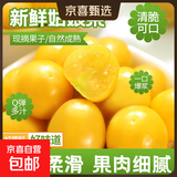 东北特产姑娘果黄菇娘当季水果灯笼果生鲜酸甜可口新鲜产地直发 【尝鲜装】带箱1斤