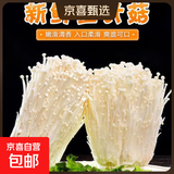 新鲜金针菇精品切根 食用菌菇火锅烧烤煲汤新鲜蔬菜 新鲜金针菇 1500g