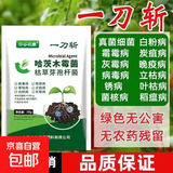 中谷农康正品一刀斩哈茨木霉菌微生物菌剂杀菌大全枯草芽孢杆菌病 一刀斩30克*50袋