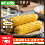 【东东农场专供】新鲜甜糯玉米黄白黑糯玉米真空玉米软糯代餐早餐 黄糯玉米180g-220g 4根装
