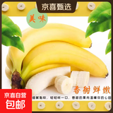 广东超甜香蕉青香蕉发货放熟吃雯婷新鲜水果 净重5斤礼盒装