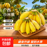 广西小米蕉当季新鲜应季水果日日鲜香甜小香蕉芭蕉孕妇水果整箱 净重9斤 酸甜口的小香蕉