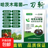 中谷农康正品一刀斩哈茨木霉菌微生物菌剂杀菌大全枯草芽孢杆菌病 一刀斩30克*20袋