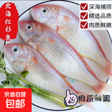北海野生红衫鱼/深海捕捞大号红衫鱼/野生大条红衫鱼 大号红衫鱼2斤装【2-3条/斤】