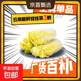 云南高原娃娃菜新鲜蔬菜生鲜乾隆白菜早餐火锅必备产地直发 浅黄色 新鲜娃娃菜3颗装*8包