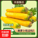 【真便宜】新疆冰糖心金黄胡萝卜水果萝卜新鲜蔬菜手抓饭直播间 黄胡萝卜含箱9斤