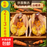 现杀黄油老母鸡土鸡林间散养土鸡蛋鸡草鸡月子鸡煲汤肉走地鸡溜达 黄油老母鸡2-2.5斤*2只