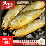 【黑哥海鲜】舟山特产深海流网黄鱼黄花鱼急冻锁鲜无冰8-10条/斤 舟山小黄鱼500g*3袋（8-10条/袋）