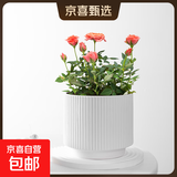 陶瓷花盆绿植盆栽亚光北欧风简约花盆大号桌面绿植盆送塑料托盘 白色 中号（13*13*12.3）