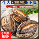 鲜冻鲍鱼500g鲜活冷冻鲍鱼去壳鲍鱼海鲜水产非即食鲍鱼 精品带壳大鲍鱼500g【5-9只/斤】
