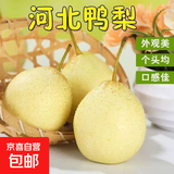 京喜加河北水晶鸭梨赵县特产赵州鸭梨水晶梨润肺远达新21 鸭梨带箱2斤大果