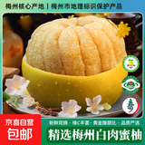 财神柚金柚三红肉蜜柚白肉沙田柚拜神摆景柚福柚子水果上供礼佛 梅州白柚1粒 净重1.4-1.8斤