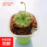 捕蝇草盆栽猪笼草食虫植物夏季驱蚊食虫捕虫室内趣味绿植 锦地罗茅膏菜 赠吸水盆栽好发货