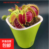 捕蝇草盆栽猪笼草食虫植物夏季驱蚊食虫捕虫室内趣味绿植 美人齿 捕蝇草大苗 赠吸水盆栽好发货