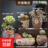 花盆绿植盆栽大口径拼盘多肉陶瓷素烧透气粗陶桌面绿植手绘小花盆 DX艺美01组合5个 【看图标注】