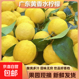 广东香水黄柠檬包邮新鲜水果柠檬精选皮薄奶茶店专用整箱 现货 黄香水柠檬6粒装  单果70g+