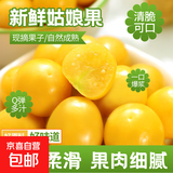 东北特产姑娘果黄菇娘当季水果灯笼果生鲜酸甜可口新鲜产地直发 【试吃装】带箱0.5斤
