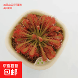 捕蝇草盆栽猪笼草食虫植物夏季驱蚊食虫捕虫室内趣味绿植 洛芙丽茅膏菜 赠吸水盆栽好发货