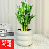 富贵竹盆栽植物室内净化空气绿植荷花竹办公室桌面四季好养小盆栽 荷花竹+小米其盆【1盆】 盆口直径约8cm