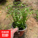 水竹旱伞草水生植鱼池塘造景绿化客厅庭院阳台净化水质盆栽风车草 水竹 20-25厘米高【10株】 不含盆