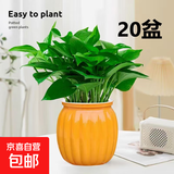 【绿萝盆栽】吸甲醛净化空气水培绿植物懒人花卉好养搬家礼物全 【乔迁新居20盆】绿萝+橙色南瓜盆自吸水 整体含盆高度20-25cm