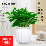 新特价绿萝盆栽室内客厅办公吸甲醛净化空气水培植物绿植花卉好养 【1盆】绿萝+白色南瓜盆自吸水 整体含盆高度20-25cm