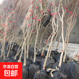 庭院紫藤树苗别墅花卉紫藤花老桩爬藤植物风景树门前大树开花盆栽 庭院优选 3.5公分粗1.3米高【品 不含盆