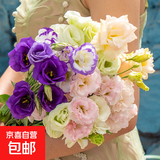 【洋桔梗】无刺玫瑰鲜花云南直发鲜花混搭花束七夕情人节520礼物 紫色洋桔梗20-25个花苞