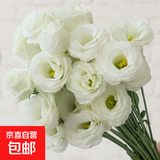 【洋桔梗】无刺玫瑰鲜花云南直发鲜花混搭花束七夕情人节520礼物 白色洋桔梗20-25个花苞