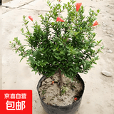 石榴花盆栽果树苗带果观赏可食用室内阳台四季开绿植盆景花卉旺宅 花石榴原盆土5年30-40cm高 含盆