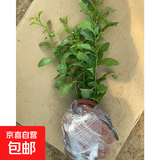 蓝雪花苗盆栽大苗带花苞阳台植物好养的花卉四季开花不断天竺葵鲜 蓝雪花30-35厘米左右高一盆（原盆土栽好）