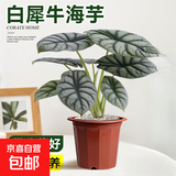 【直播专享】双盟白犀牛海芋原盆植物四季叶观水培绿植盆栽办公室 120款白犀牛海芋[原盆]