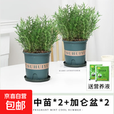 迷迭香苗盆栽可食用驱蚊植物香草薄荷苗绿植物室内煎牛排水培花卉 2盆迷迭香大盆苗约20cm高+加仑盆