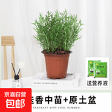 迷迭香苗盆栽可食用驱蚊植物香草薄荷苗绿植物室内煎牛排水培花卉 迷迭香大盆苗约20cm高原盆土