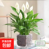 红掌盆栽白粉掌一帆风顺带花特大号花卉室内客厅面水培植物好养 约30cm白掌-方缸玻璃 带盆栽好