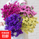 勿忘我半干花材云南直发鲜花批发花束搭配可做38女神妇女节礼物 紫+粉+黄勿+情人草（共500g）